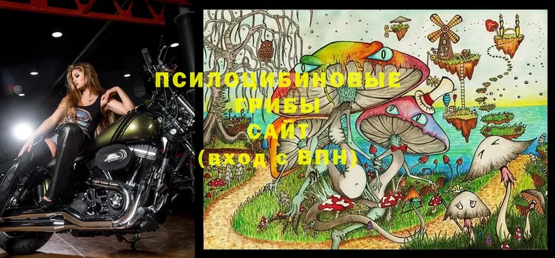 mega ССЫЛКА  Зуевка  Псилоцибиновые грибы Psilocybine cubensis  что такое  